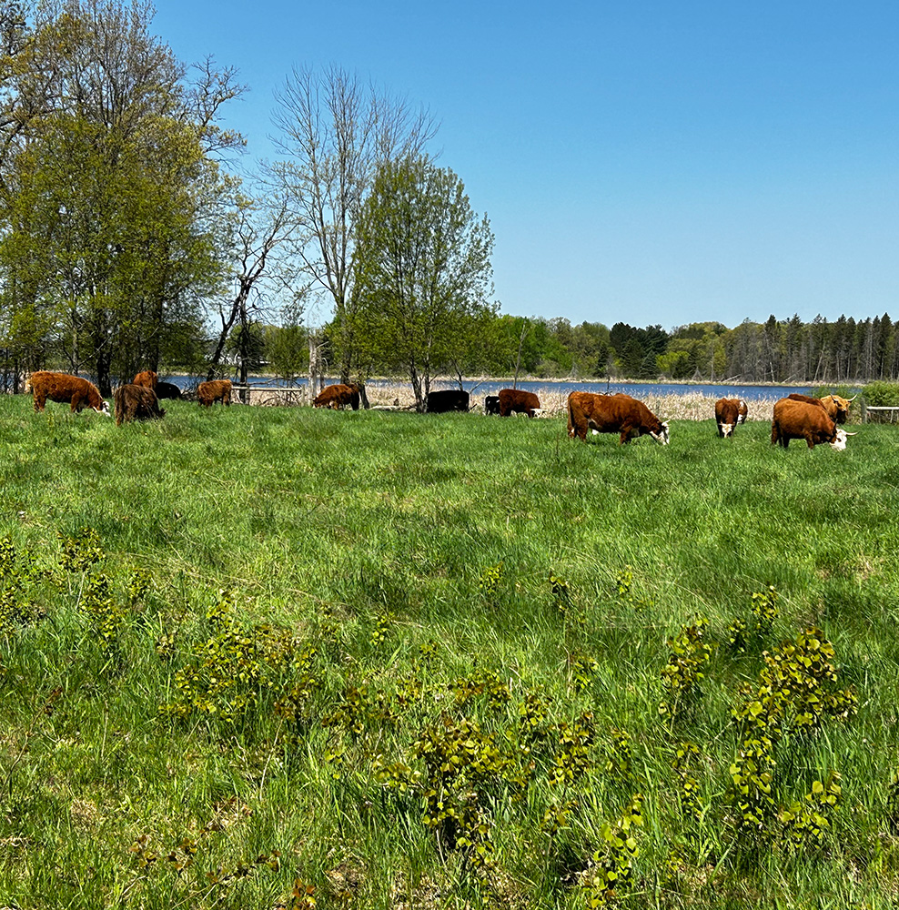 Cows Grazing 2