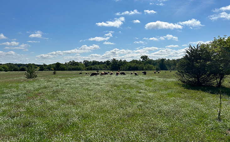 Rotational Grazing Cattle